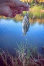 Fishing in India. Coral fish - sea fishing from shores Royalty Free Stock Photo