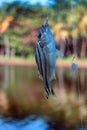 Fishing in India. Coral fish - sea fishing from shores Royalty Free Stock Photo