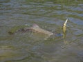 Fishing and kayaking, Irkut river, Sayan mountains, Siberia, Russia, Siberian landscapes