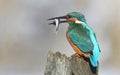 Fishing kingfisher during wintertime Royalty Free Stock Photo