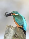 Fishing kingfisher during wintertime Royalty Free Stock Photo
