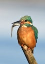 Fishing kingfisher during wintertime Royalty Free Stock Photo