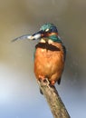 Fishing kingfisher during wintertime Royalty Free Stock Photo