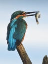 Fishing kingfisher during wintertime Royalty Free Stock Photo