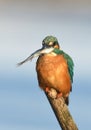 Fishing kingfisher during wintertime Royalty Free Stock Photo