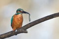 Fishing kingfisher during wintertime Royalty Free Stock Photo