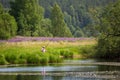 Fishing on the lake with lilies in rural location Royalty Free Stock Photo