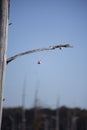 Fishing Line and Bobber Royalty Free Stock Photo