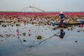 Fishing In Lotus Swamp Royalty Free Stock Photo