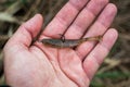 Fishing lure in the hend. Royalty Free Stock Photo