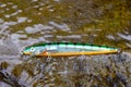 Fishing lure - wobbler (hardbait) isolated in a creek Royalty Free Stock Photo