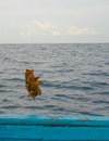 Fishing a Mero grouper