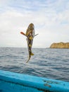 Fishing a Mero grouper