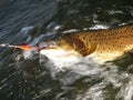 Fishing in Mongolia Royalty Free Stock Photo