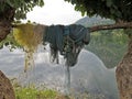 Fishing nates dryig on bamboo resting two Palash or Butea monosperma Trees By Lake Against Sky and hills of Aravalli Royalty Free Stock Photo