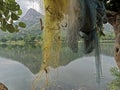 Fishing nates dryig on bamboo resting two Palash or Butea monosperma Trees By Lake Against Sky and hills of Aravalli Royalty Free Stock Photo