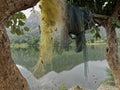 Fishing nates dryig on bamboo resting two Palash or Butea monosperma Trees By Lake Against Sky and hills of Aravalli Royalty Free Stock Photo