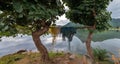 Fishing nates dryig on bamboo resting two Palash or Butea monosperma Trees By Lake Against Sky and hills of Aravalli range North G Royalty Free Stock Photo