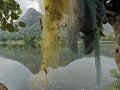 Fishing nates dryig on bamboo resting two Palash or Butea monosperma Trees By Lake Against Sky and hills of Aravalli range Royalty Free Stock Photo