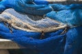 Fishing net, blue finshing nets, fishnets for background Royalty Free Stock Photo