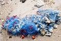 Fishing net is abandoned on shore by poachers