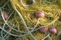 Fishing net and floats Royalty Free Stock Photo