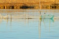 Fishing Net picture,fishing net viewing,trap,entrapment,Fishing net image,lake,job Royalty Free Stock Photo