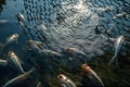 fishing net into the water catching a group of fish, fish group shoaling and schooling being fished, generative AI