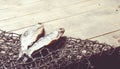 Fishing nets and dried fish still-life on the wooden background. Royalty Free Stock Photo