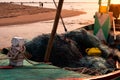 Fishing nets in the old boat. Royalty Free Stock Photo