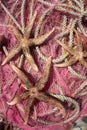 Fishing nets & sea stars Royalty Free Stock Photo