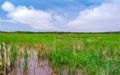 Fishing in oil palm plantations