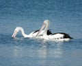 Fishing pelicans Royalty Free Stock Photo