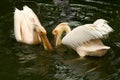 Fishing pelicans Royalty Free Stock Photo