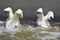 Fishing Pelicans