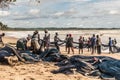 Fishing people on the beach cooperate with fish catch in Africa gold coast Royalty Free Stock Photo