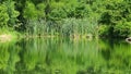 Fishing pond with green landscape background.