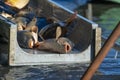 Fishing pond - sorting fish carp and other fish Royalty Free Stock Photo