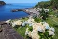 Fishing port and coastal cliffs, blooming hortensia bushes in the forefront, Porto Formoso, Sao Miguel, Azores Royalty Free Stock Photo