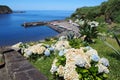 Fishing port and coastal cliffs, blooming hortensia bushes in the forefront, Porto Formoso, Sao Miguel, Azores Royalty Free Stock Photo