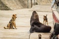 fishing port and sea lions and dogs, city of Mar del Plata, Argentina