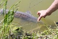 Fishing, pulling a large fish out of the water with my hand, which is entangled in the line, sturgeon