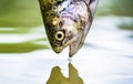 Fishing. Rainbow trout fish jumping. The rainbow trout in the lake. Trouts in the green water of a mountain lake