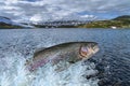 Trout fish jumping with splashing in water Royalty Free Stock Photo