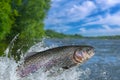Fishing. Rainbow trout fish jumping with splashing in water