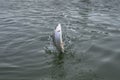 Fishing. Rainbow trout fish jumping with splashing in water