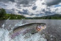 Fishing. Rainbow trout fish jumping with splashing in water Royalty Free Stock Photo