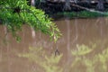 Fishing rig caught in tree limb Royalty Free Stock Photo