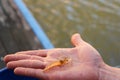 Man holding a young yabbie in the palm of his hand by a river in Australia Royalty Free Stock Photo