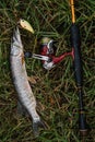 Fishing in river.A fisherman with a fishing rod on the river bank. Man fisherman catches a fish pike.Fishing, spinning Royalty Free Stock Photo